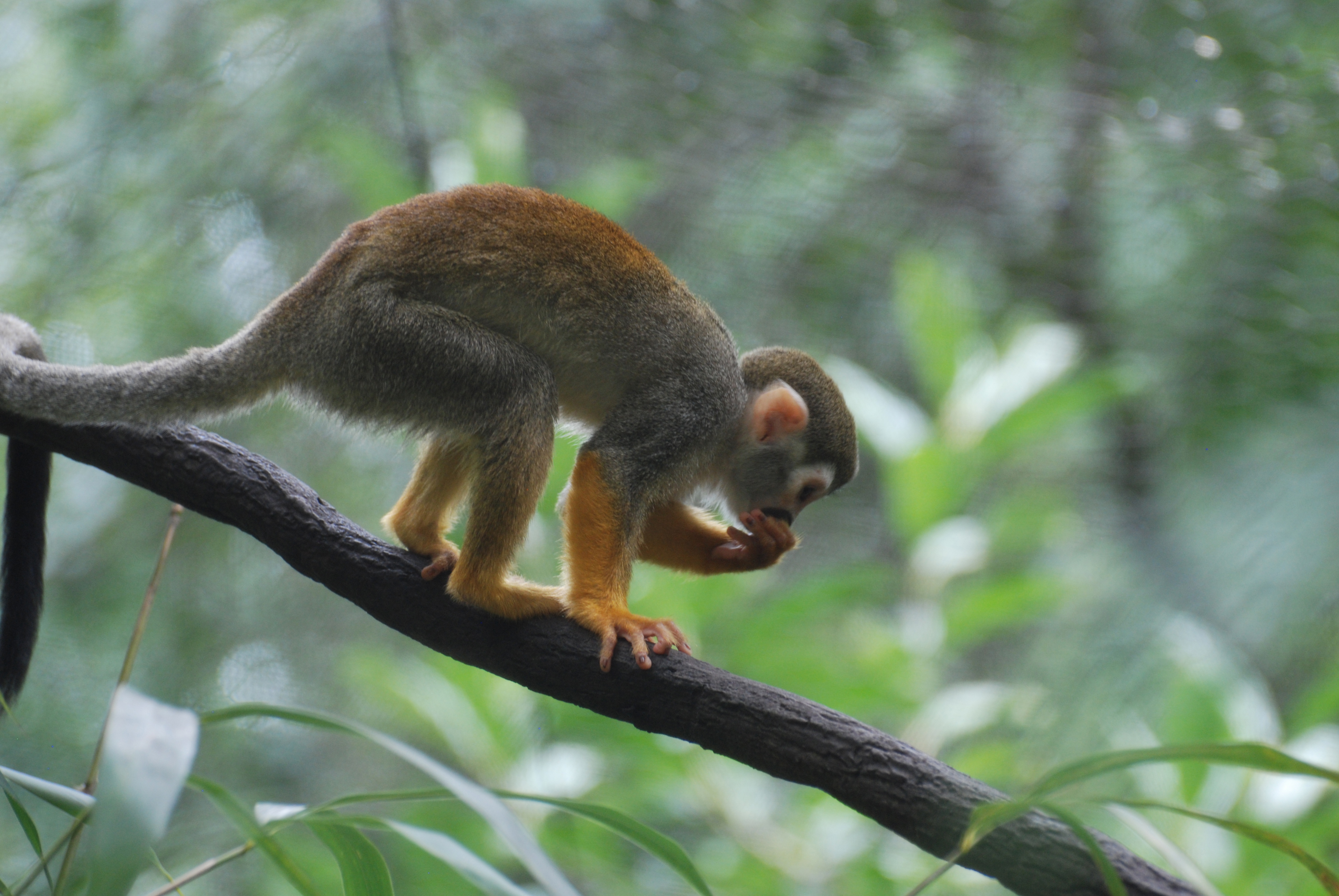 Costa Rica Nature