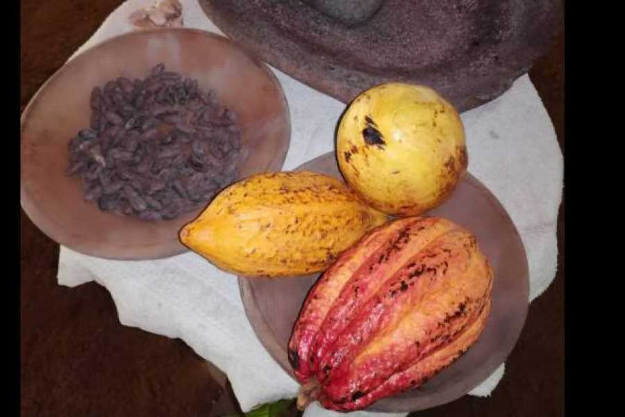 Cacao Tour