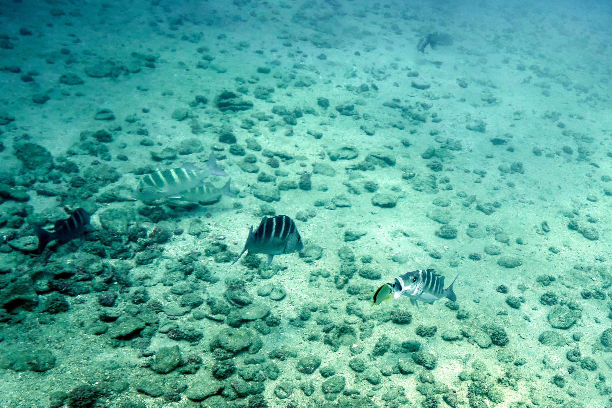 Caño Island Snorkeling