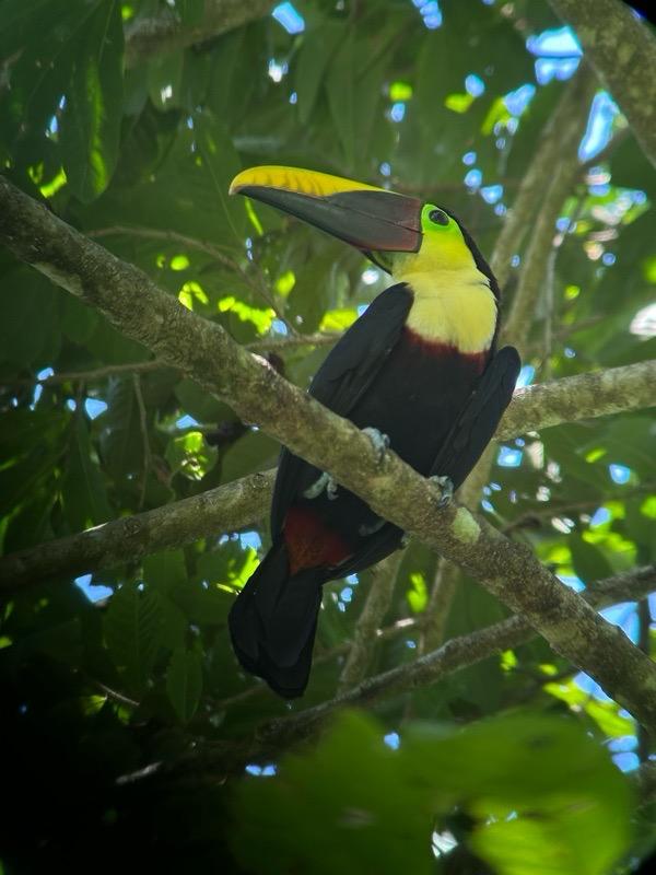 Corcovado Multi-Day Hike