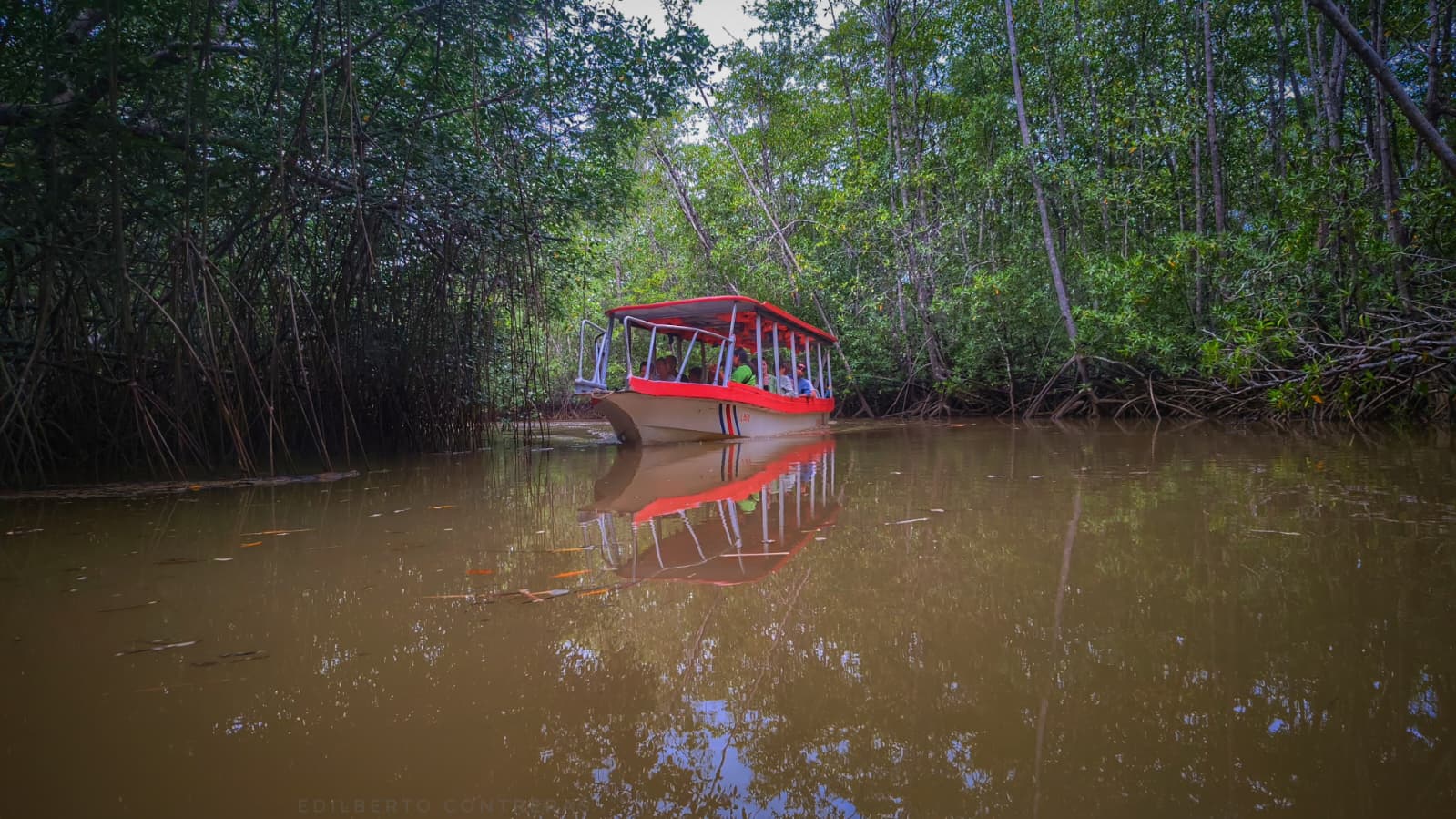 Mangrove Tour - Isla Damas