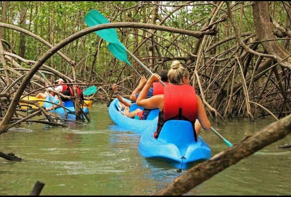 Mangrove Kayak Tour – Isla Damas