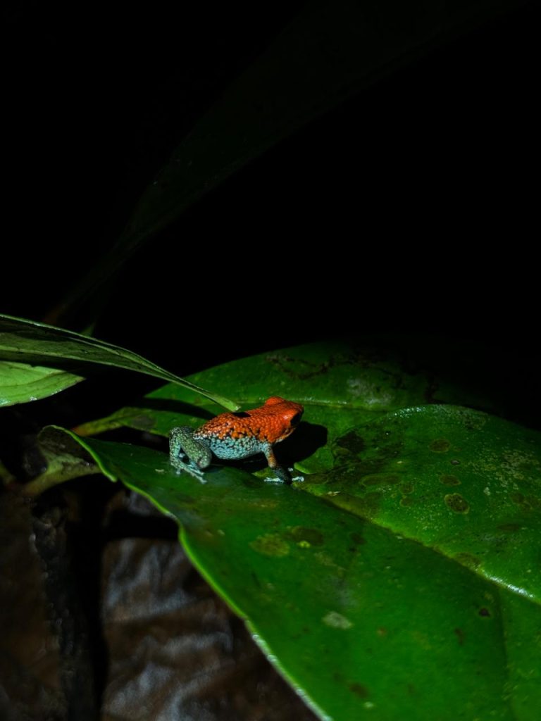 Night Wildlife Tour