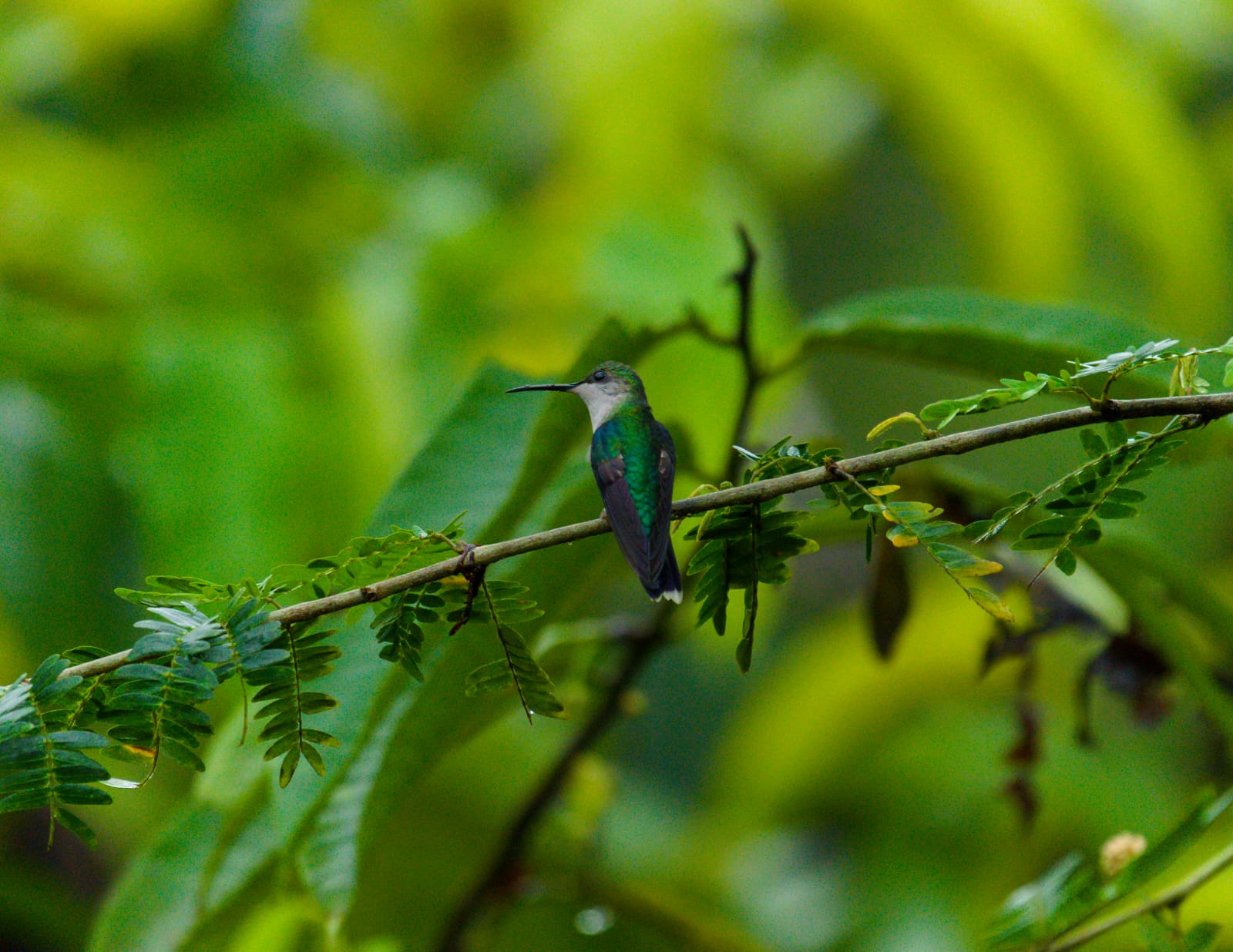 Birdwatching Tour - Esquipulas