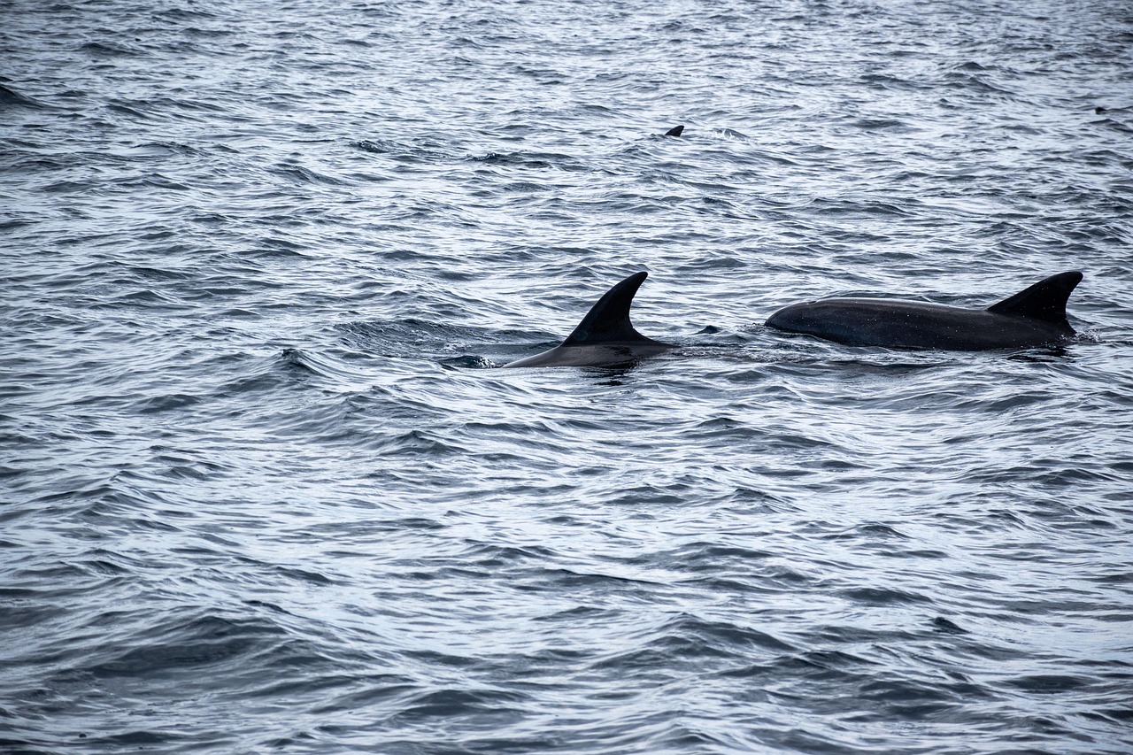 Whale & Dolphin Watching